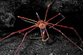   Arrow CrabSelective Colouring EditCamera TG4  